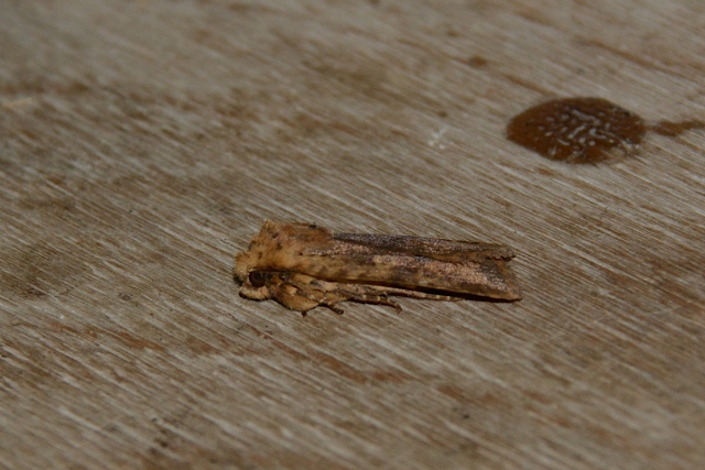 Falena da identificare: Conistra rubiginea - Noctuidae